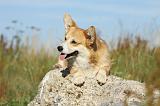 CORGI PEMBROKE 804